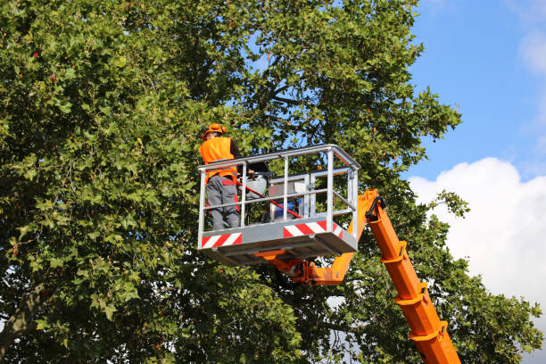 Best Weed Control  in North Ridgeville, OH
