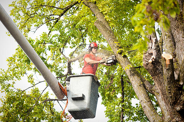 Best Emergency Tree Removal  in North Ridgeville, OH